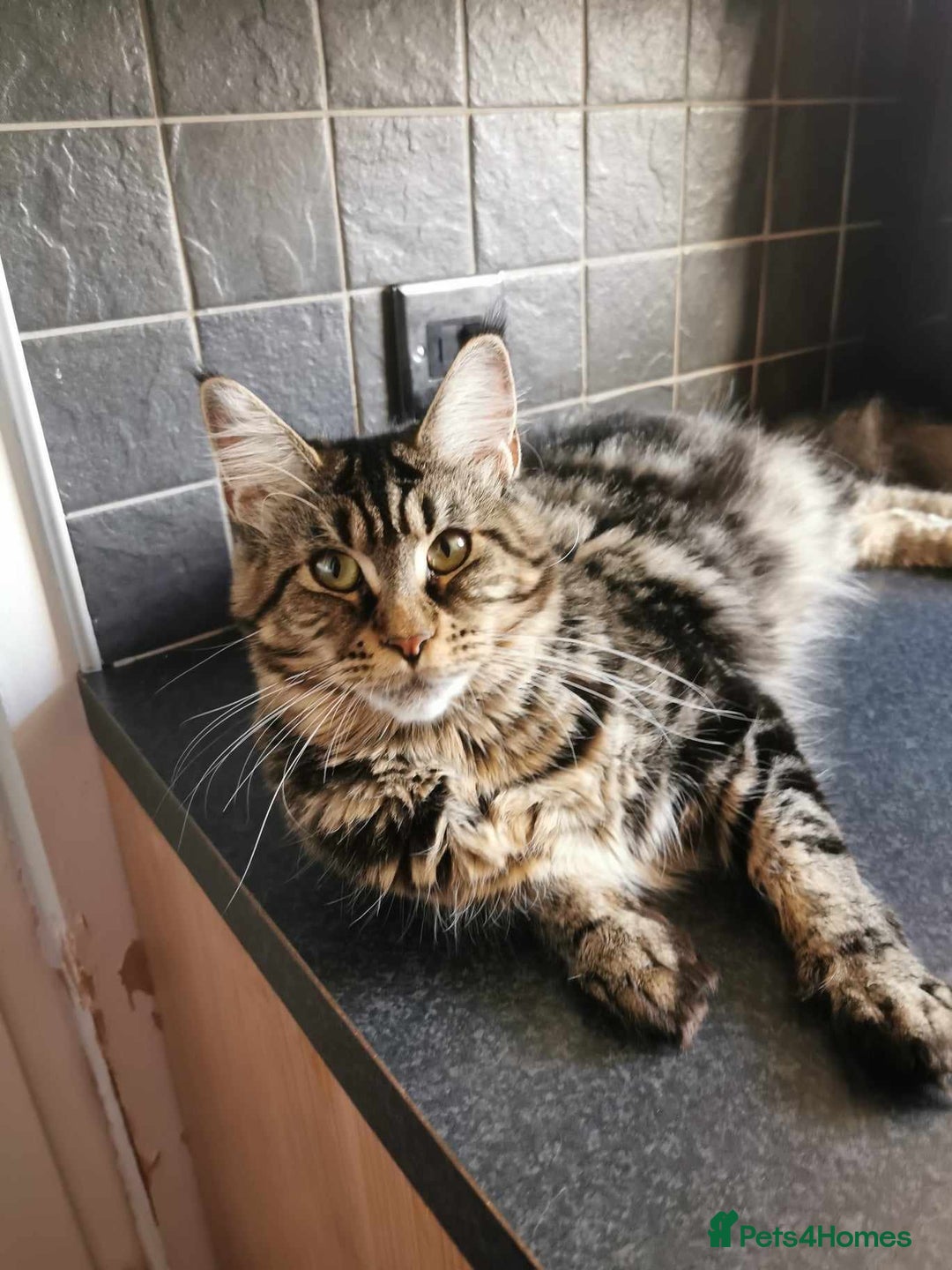 Maine Coon cats for sale: 6 Maine Coone kittens. - Image 13