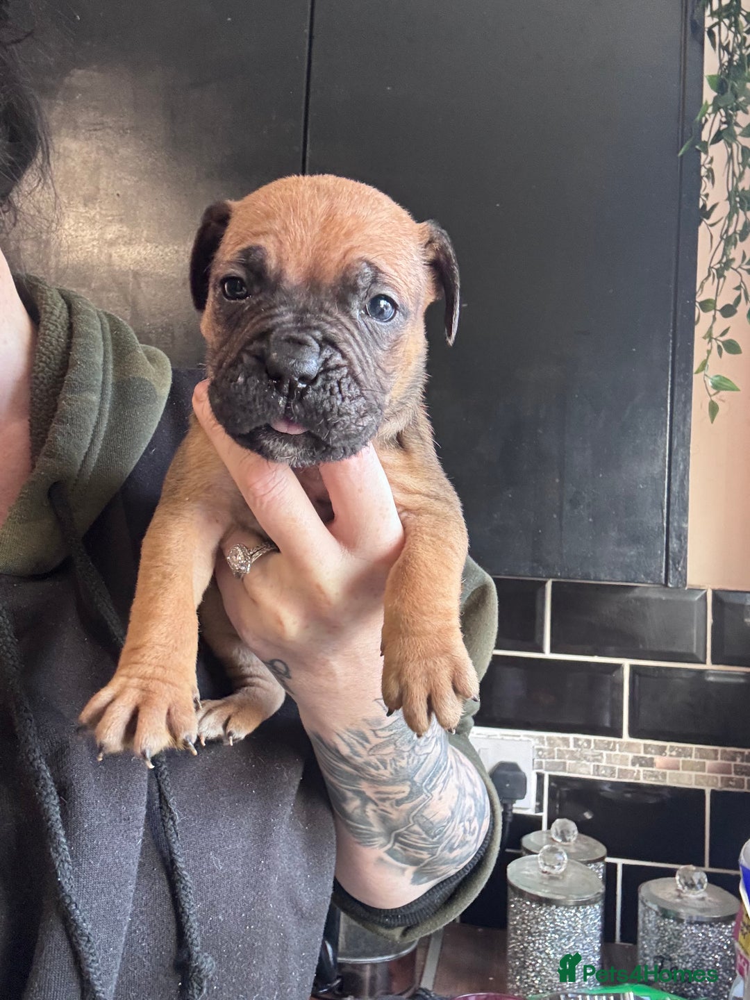 Mixed Breed dogs for sale: Cane Corso and Dogue de Bordeaux - Image 2