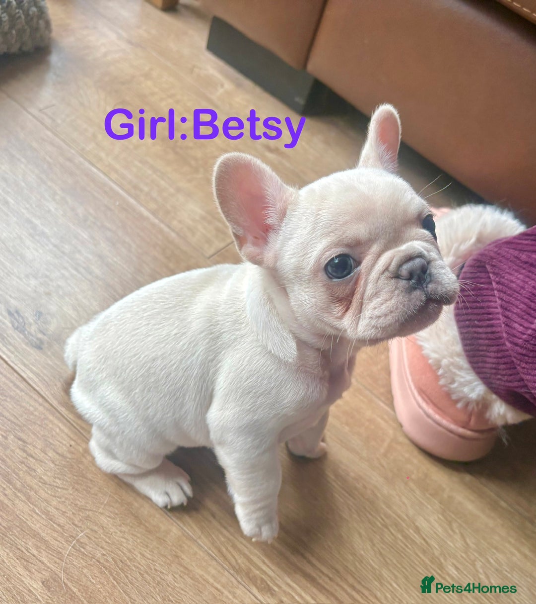 French Bulldog dogs for sale: Only 2 Girls left:French Bull Dog Puppies - Advert 22