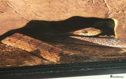 Corn Snake reptiles for sale: Cornsnake for Rescue - Image 2