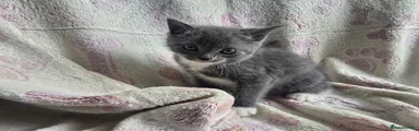Grey white paws