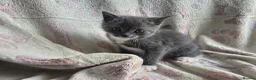 Mixed Breed cats for sale: Ragdoll Mix in Carluke - Advert 6