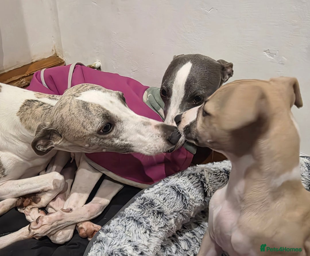 Whippet dogs for sale: Stunning kc reg whippet puppy  - Advert 7