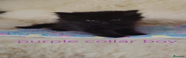 Purple collar 