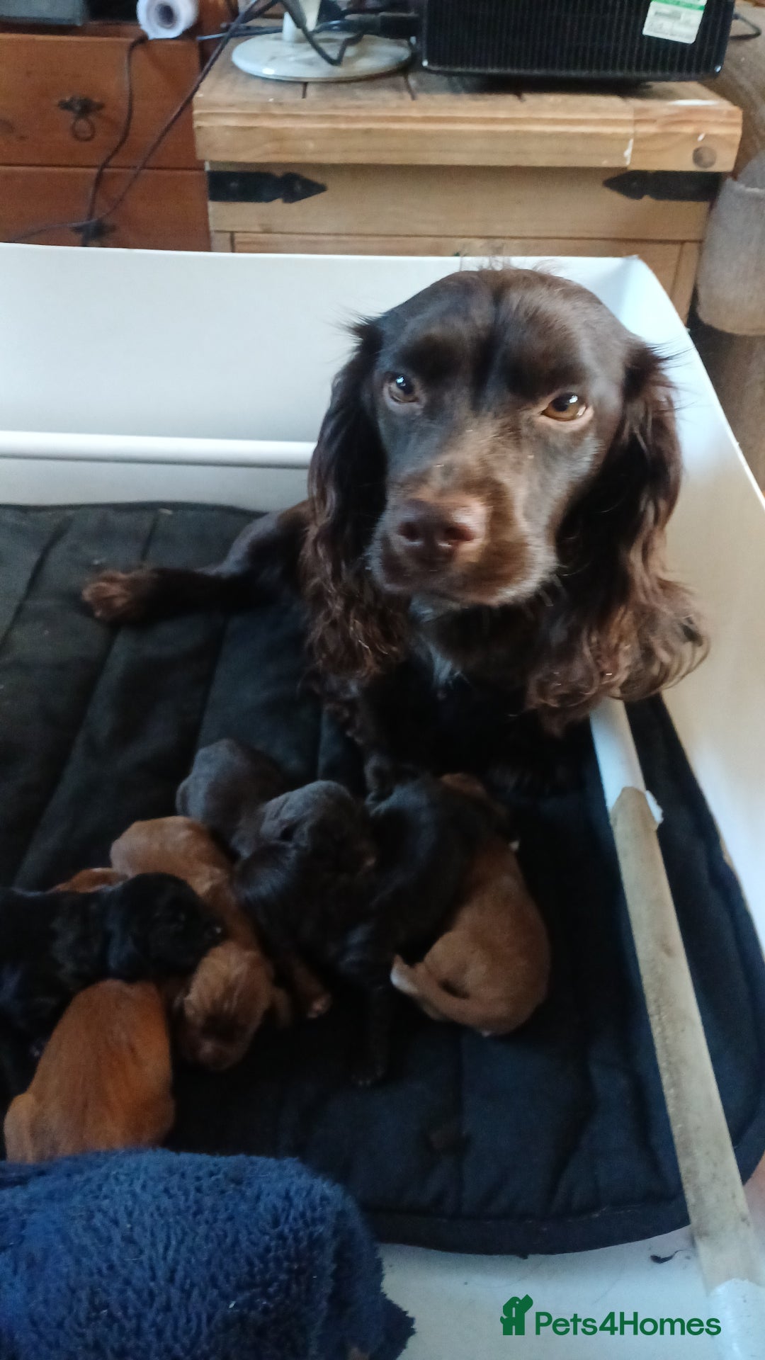 Cocker Spaniel dogs for sale: Working Cocker Spaniel puppies for sale - Advert 1
