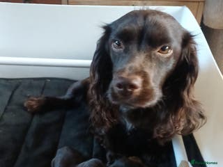 Cocker Spaniel dogs Working Cocker Spaniel puppies for sale - Advert 1