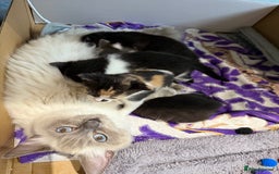 Ragdoll cats for sale: Ragdoll Cross Kittens for sale  - Image 8