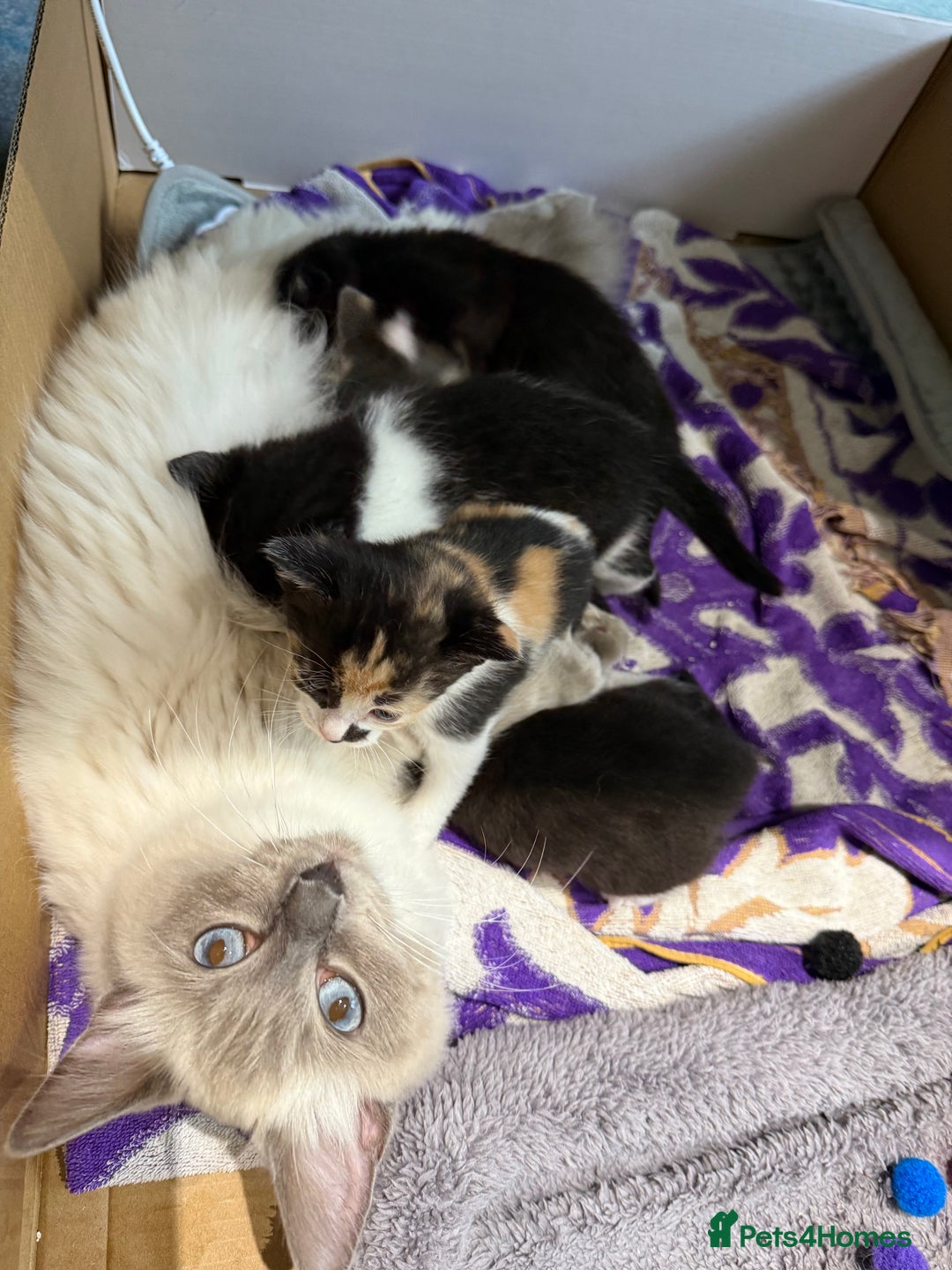 Ragdoll cats for sale: Ragdoll Cross Kittens for sale  - Image 8