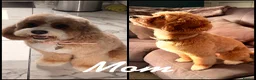 Cavapoo dogs for sale: Stunning quality Cavapoo puppies 🐶  - Advert 6