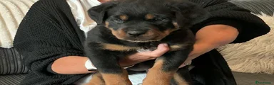 Rottweiler Puppy 3