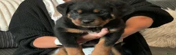 Rottweiler dogs for sale: Rottweiler puppy  - Advert 5