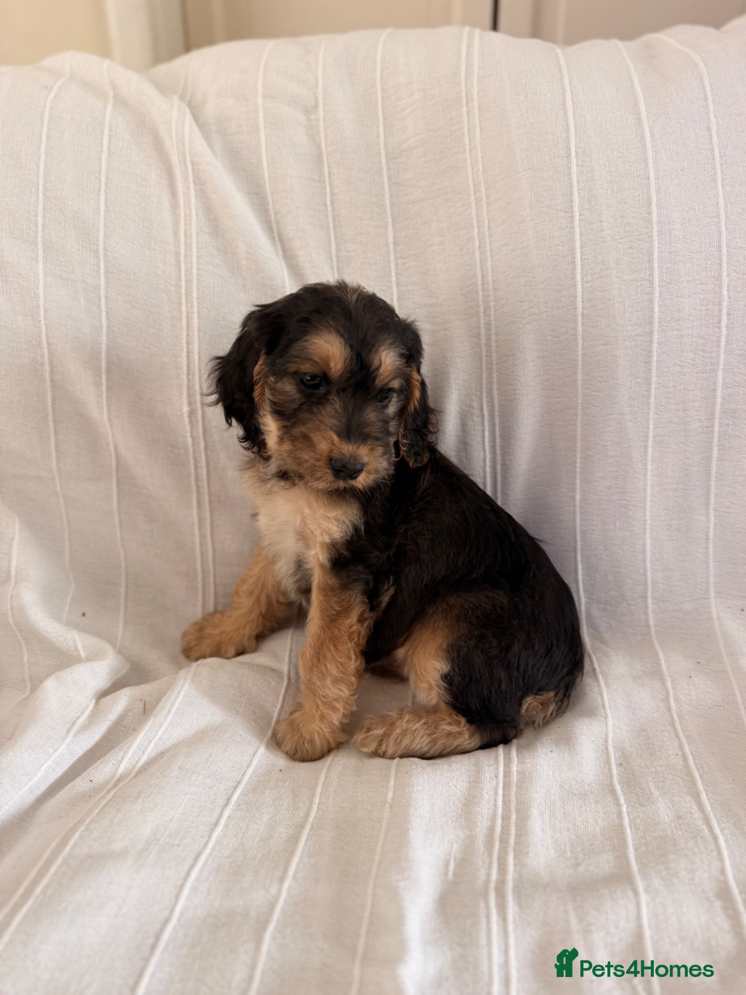 Cocker Spaniel dogs Cocker spaniel puppies - Advert 16