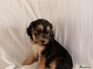 Cocker Spaniel dogs Cocker spaniel puppies - Advert 16