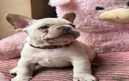 French Bulldog dogs for sale: Beautiful French Bulldog Puppies - Image 19