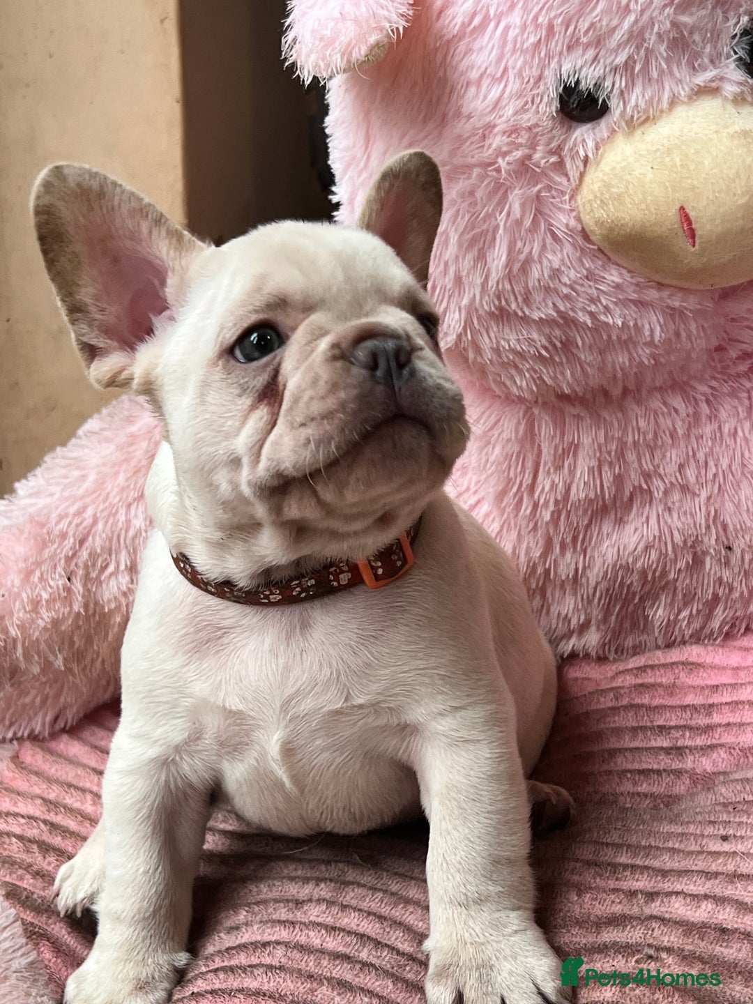 French Bulldog dogs for sale: Beautiful French Bulldog Puppies - Image 19