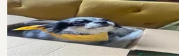 Chihuahua dogs for sale: Thai import of sale  - Advert 3
