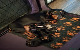 Dachshund dogs for sale: Smooth haired dachshund puppys  - Image 3
