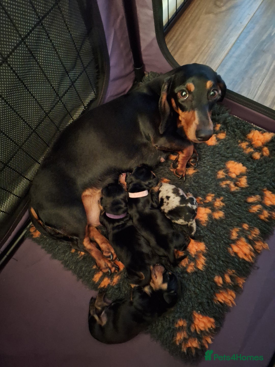 Dachshund dogs for sale: Smooth haired dachshund puppys  - Image 3