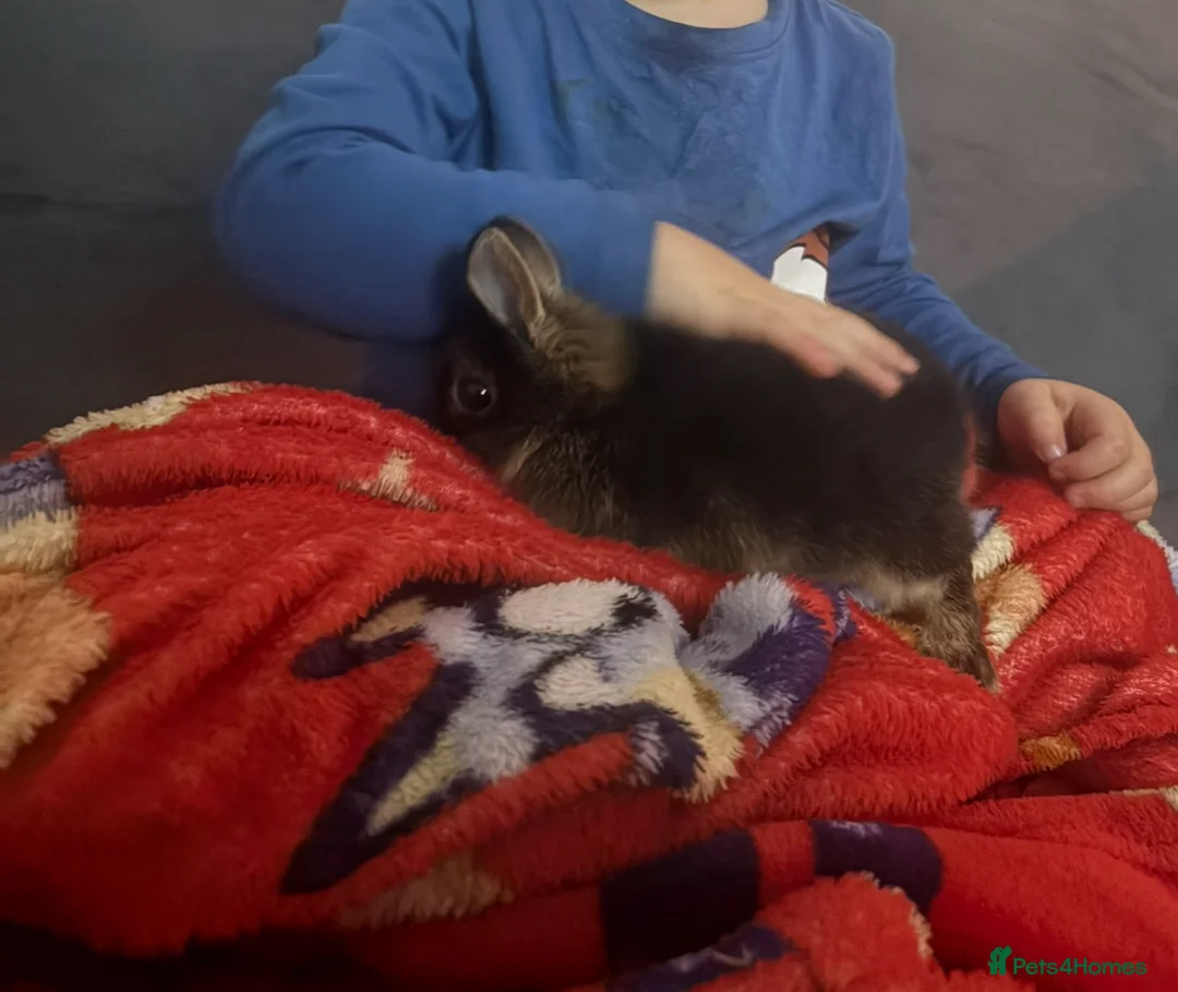 Netherland Dwarf rabbits for sale: Chase 🐇 in Portsmouth - Advert 2