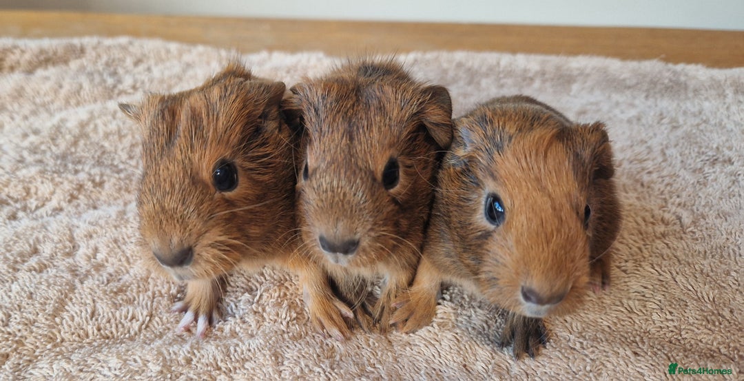 Guinea Pig rodents for sale: Teddy Guinea Pigs - Advert 1