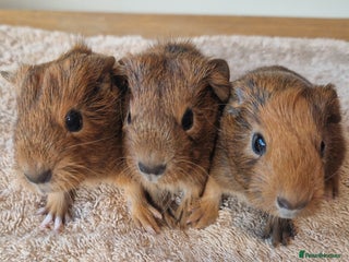 Guinea Pig rodents Teddy Guinea Pigs - Advert 11