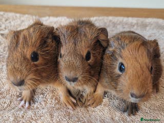 Guinea Pig rodents Teddy Guinea Pigs - Advert 12