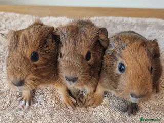 Guinea Pig rodents Teddy Guinea Pigs - Advert 8
