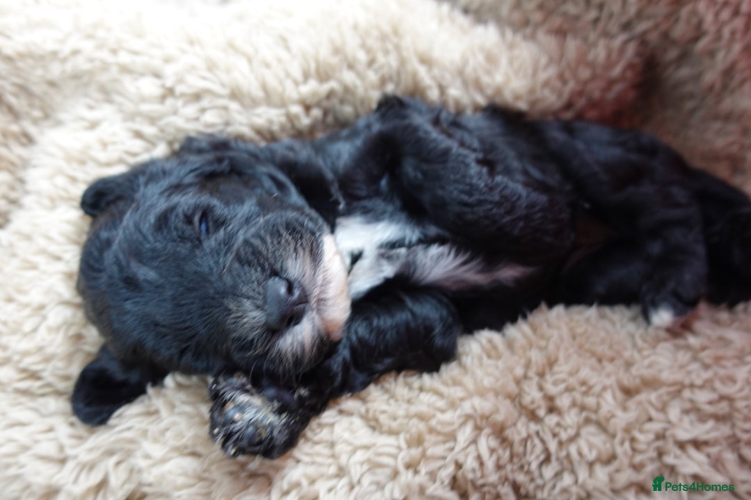 Sheepadoodle dogs for sale: Mini Sheepadoodle the wait is over!  - Image 35