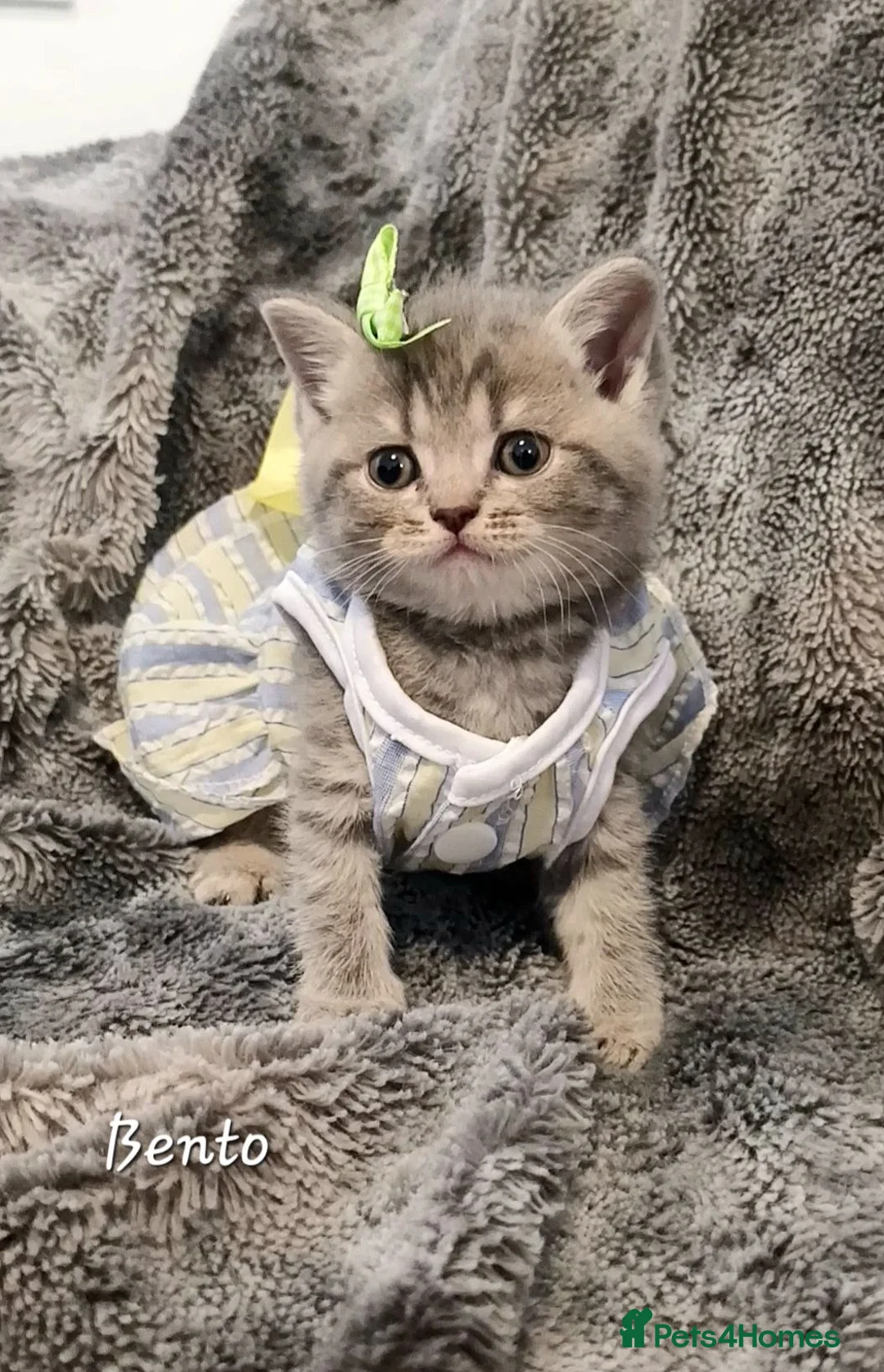 British Shorthair cats for sale: Rose Gold British Shorthair  - Advert 1