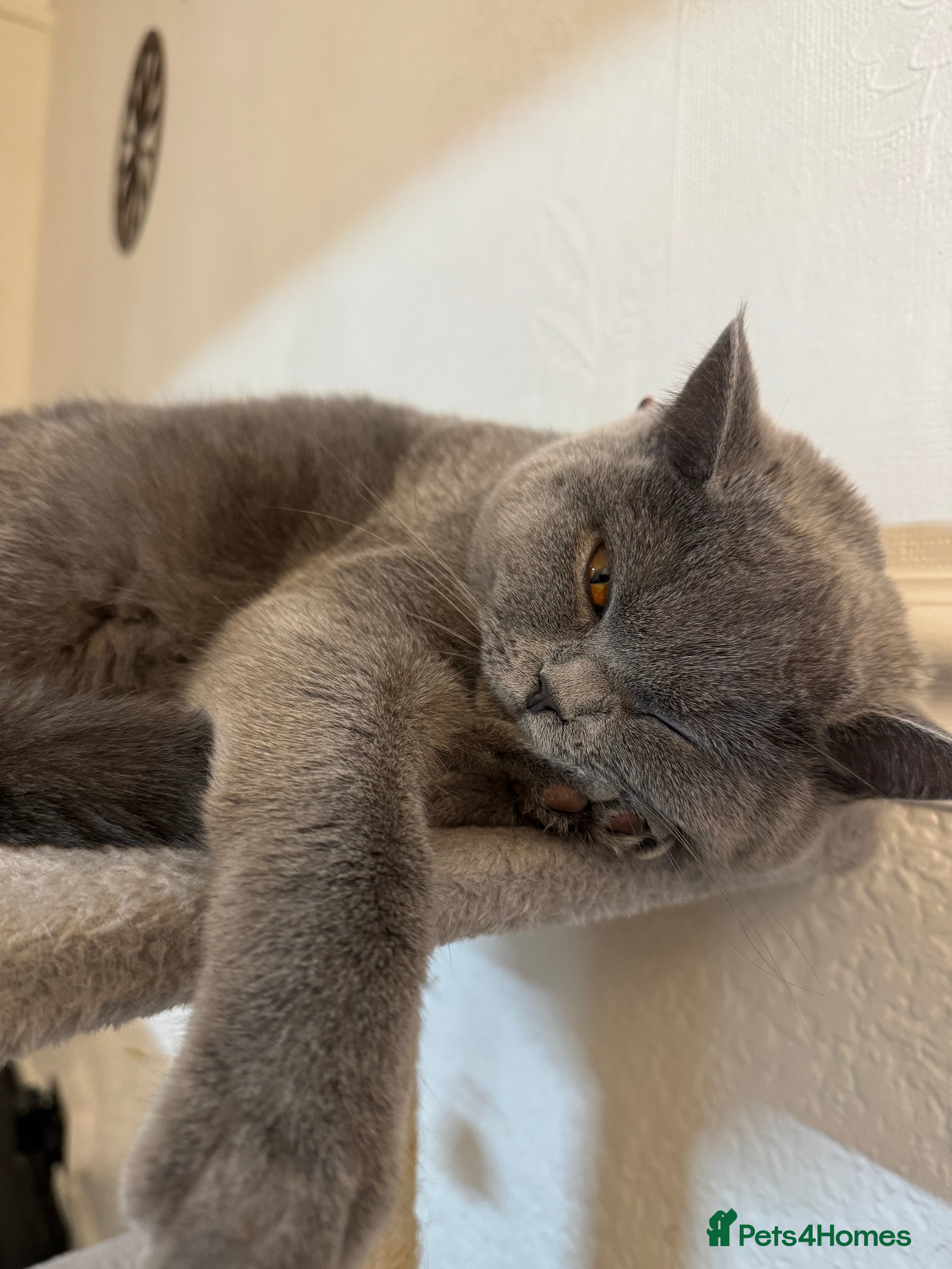 British Shorthair cats Beautiful British shorthair blue cat  - Advert 17