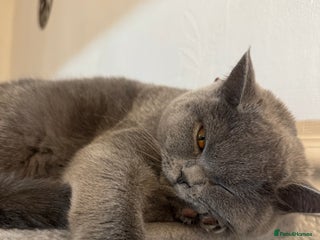 British Shorthair cats Beautiful British shorthair blue cat - Advert 5