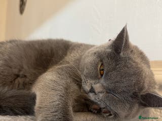 British Shorthair cats Beautiful British shorthair blue cat - Advert 18