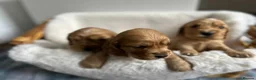 Cocker Spaniel dogs for sale: show type cocker spaniel puppy’s  - Advert 3