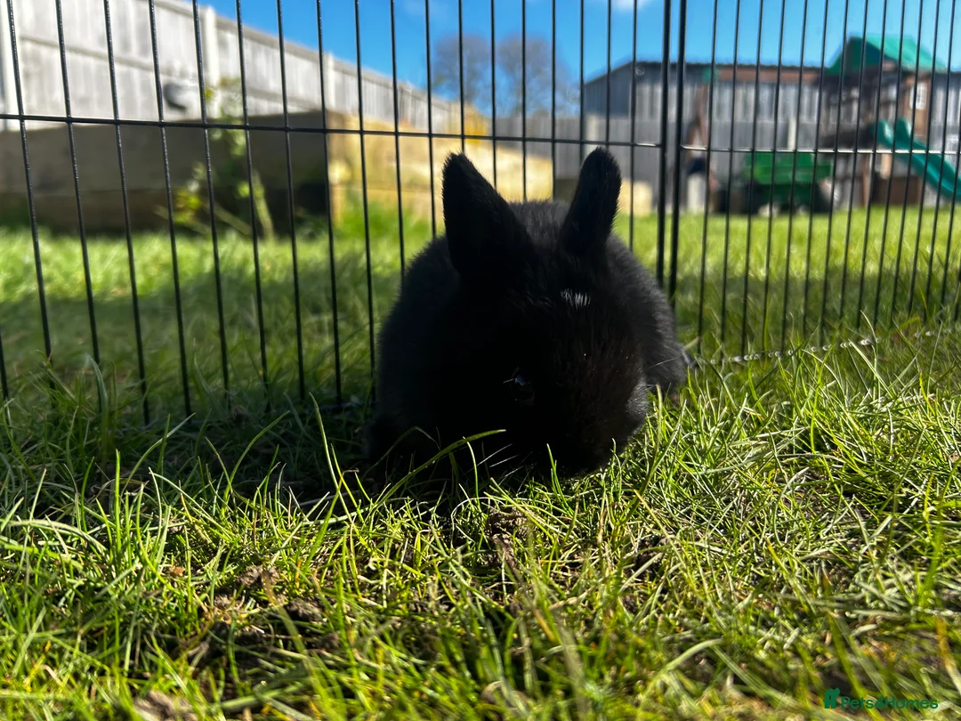 Mixed Breed rabbits for sale: Mini lop x  - Advert 13