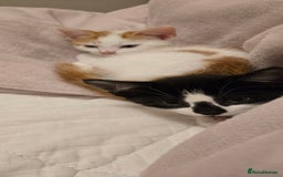 Mixed Breed cats for sale:  Blue eyes Flower pattern mark unique kitten  - Image 24