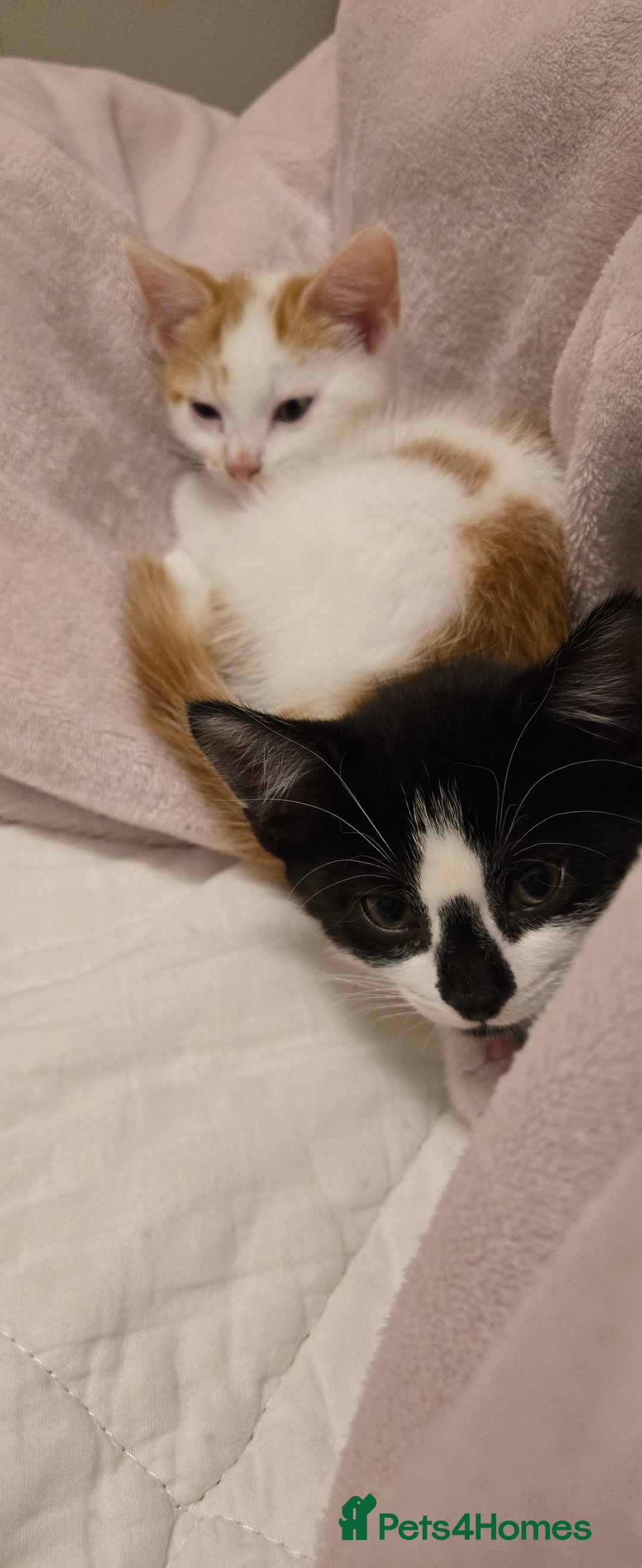 Mixed Breed cats for sale:  Blue eyes Flower pattern mark unique kitten  - Image 24