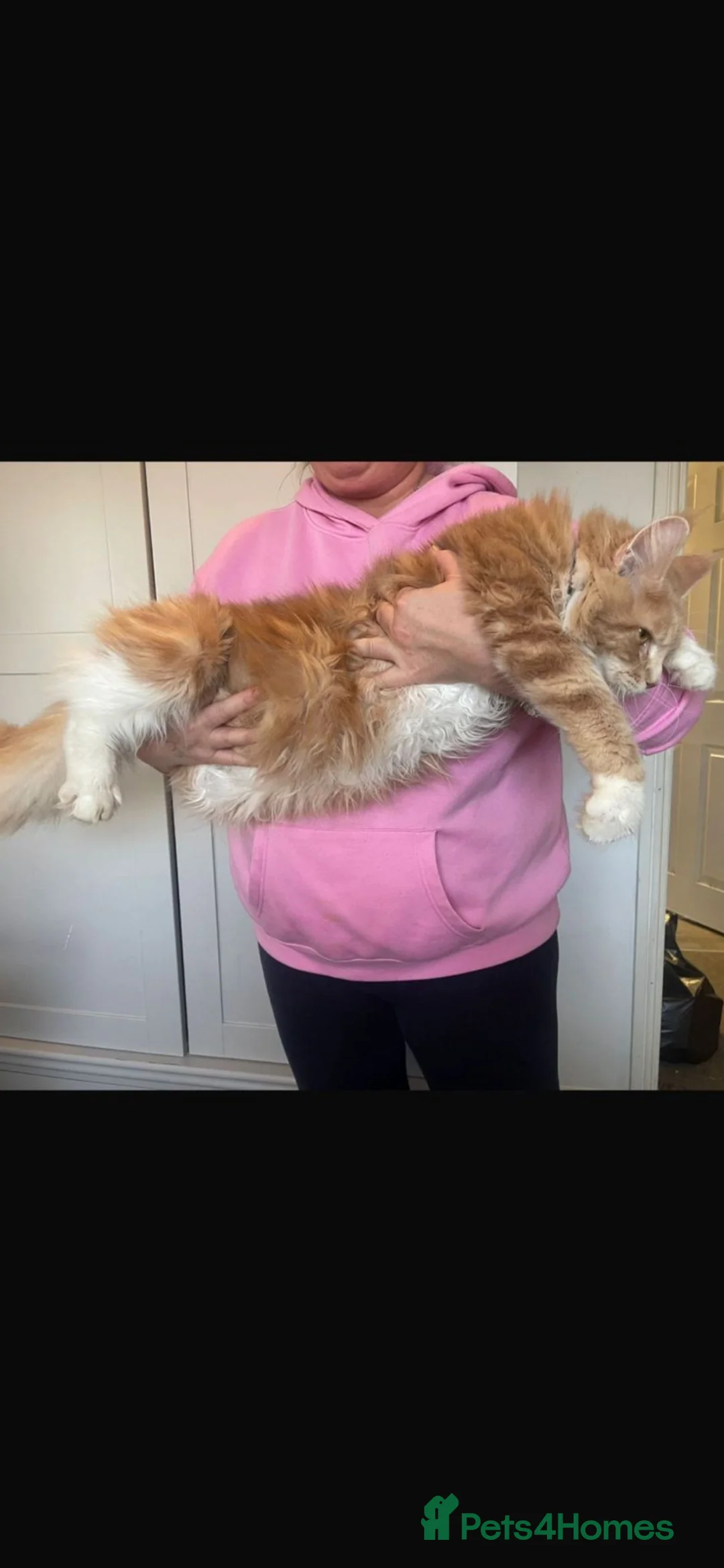 Maine Coon cats for sale: Maine coon x British short hair kittens  - Advert 10