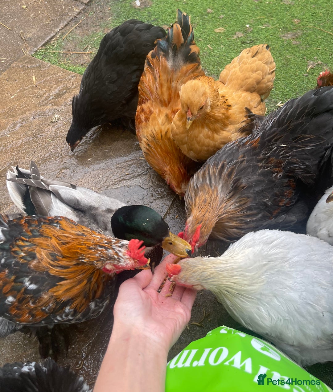 Chickens poultry for sale: Pekin Bantam Hens & Cockerels - Advert 2