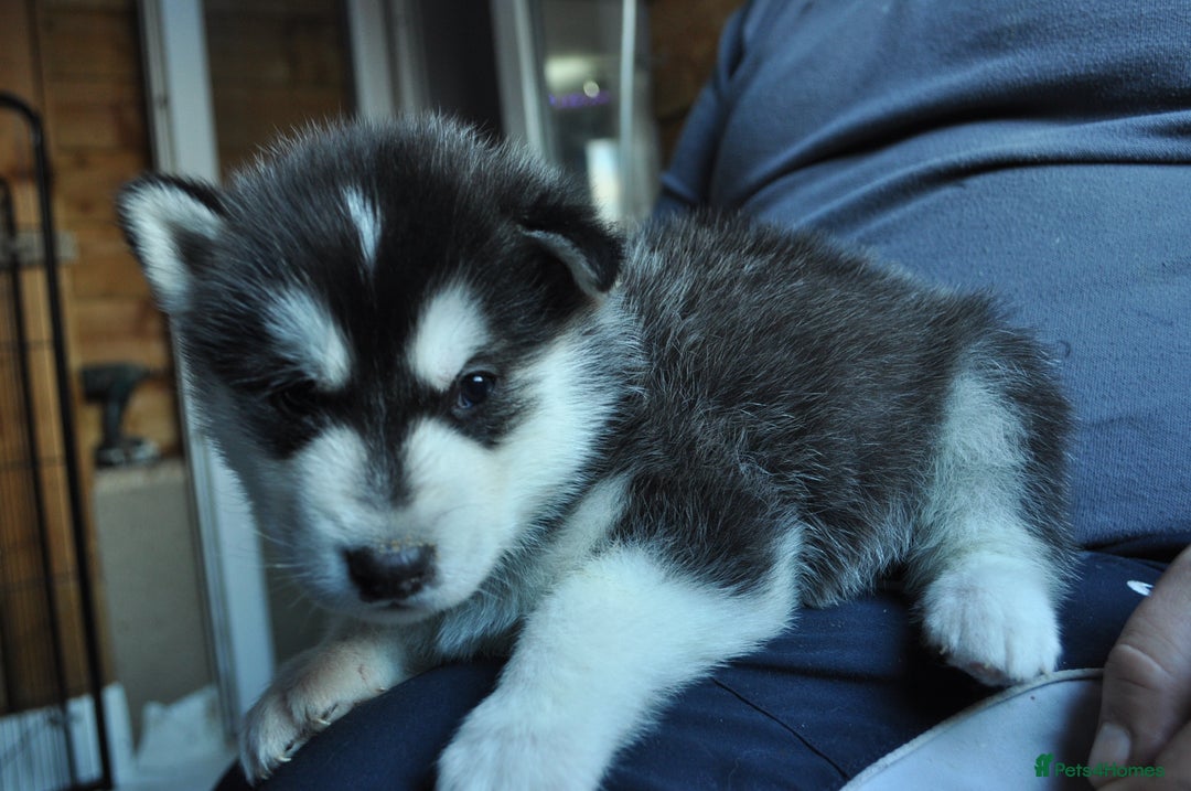 Alaskan Malamute dogs for sale: Alaskan Malamute Puppies - Advert 31