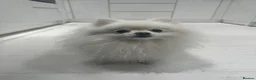 Pomeranian dogs for sale:  5-Year-Old KC Registered Pomeranian  in Stevenage - Advert 4