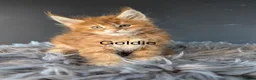 Maine Coon cats for sale: Outstanding Russia lines baby boys  - Advert 6