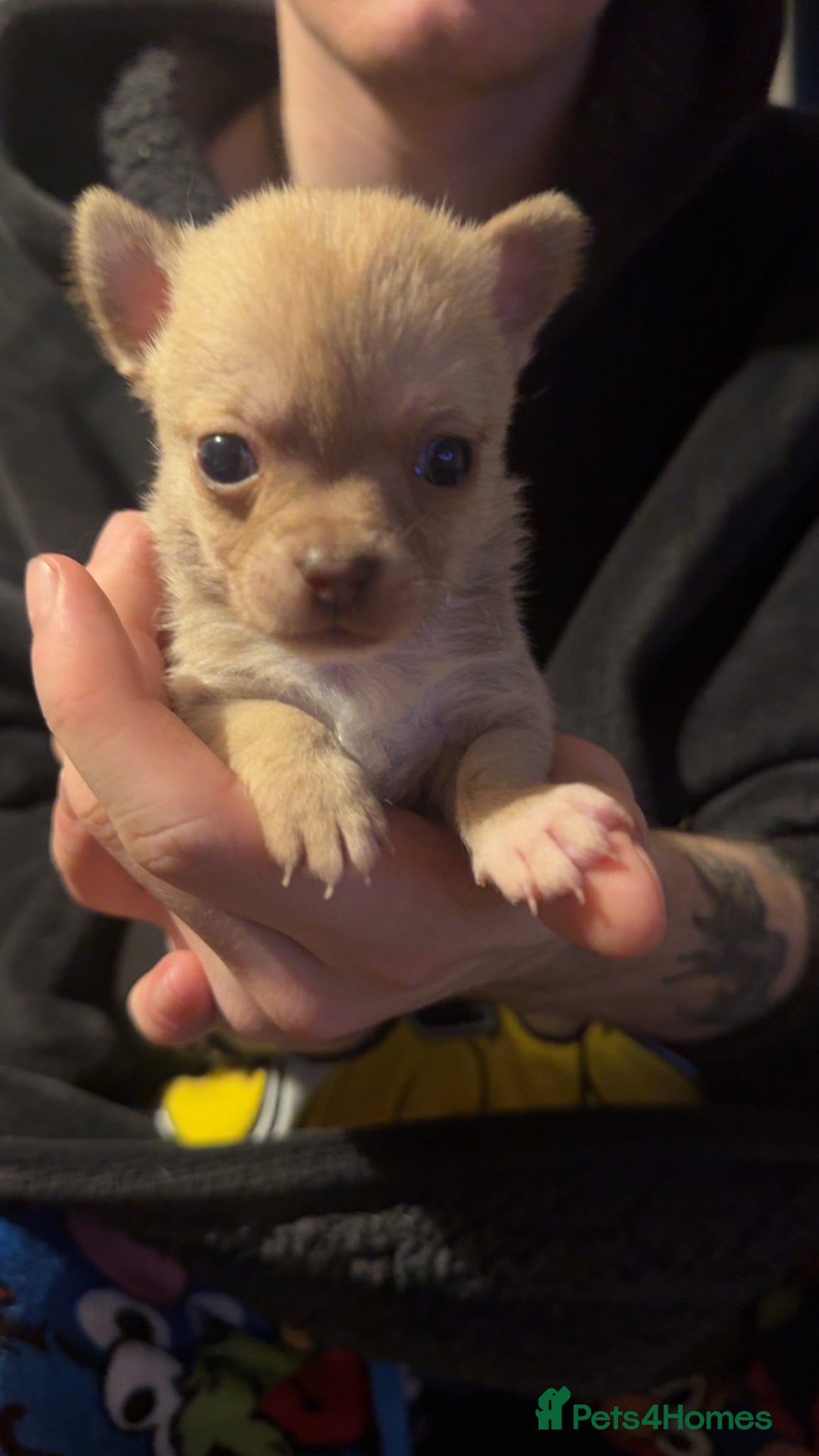Chihuahua dogs for sale: Chihuahua puppies for sale - Advert 16