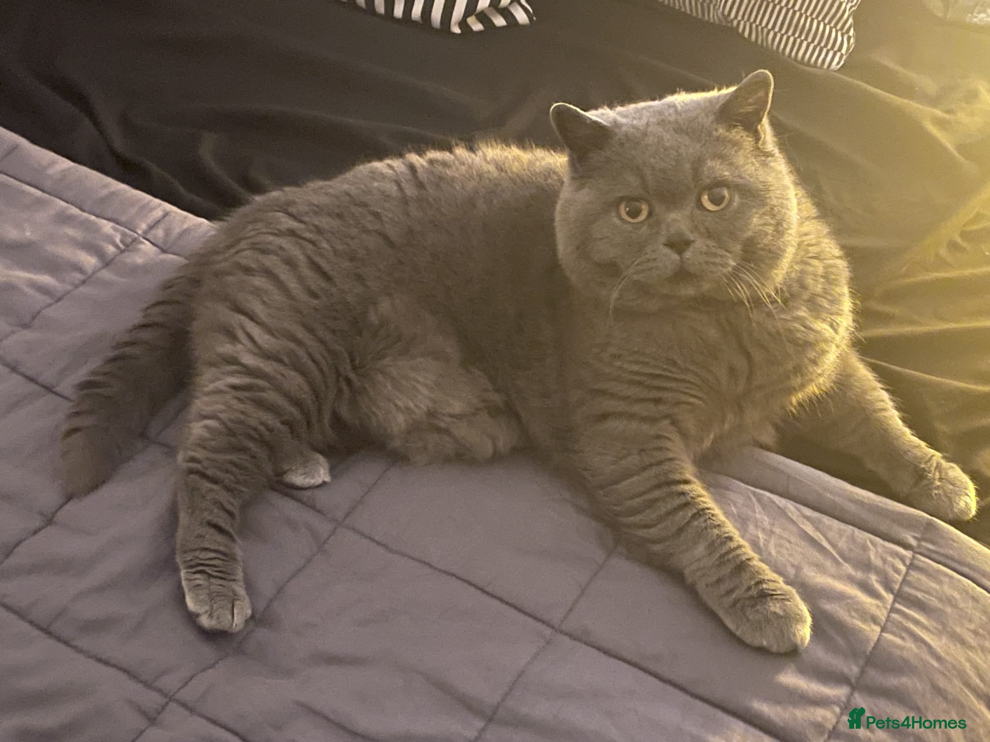 British Shorthair cats British shorthair kittens - Advert 1