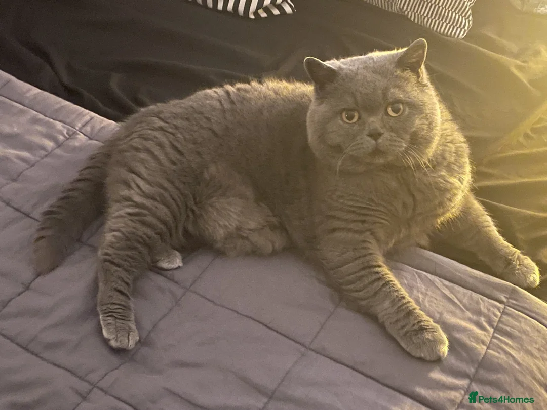 British Shorthair cats for sale: British shorthair kittens - Advert 1