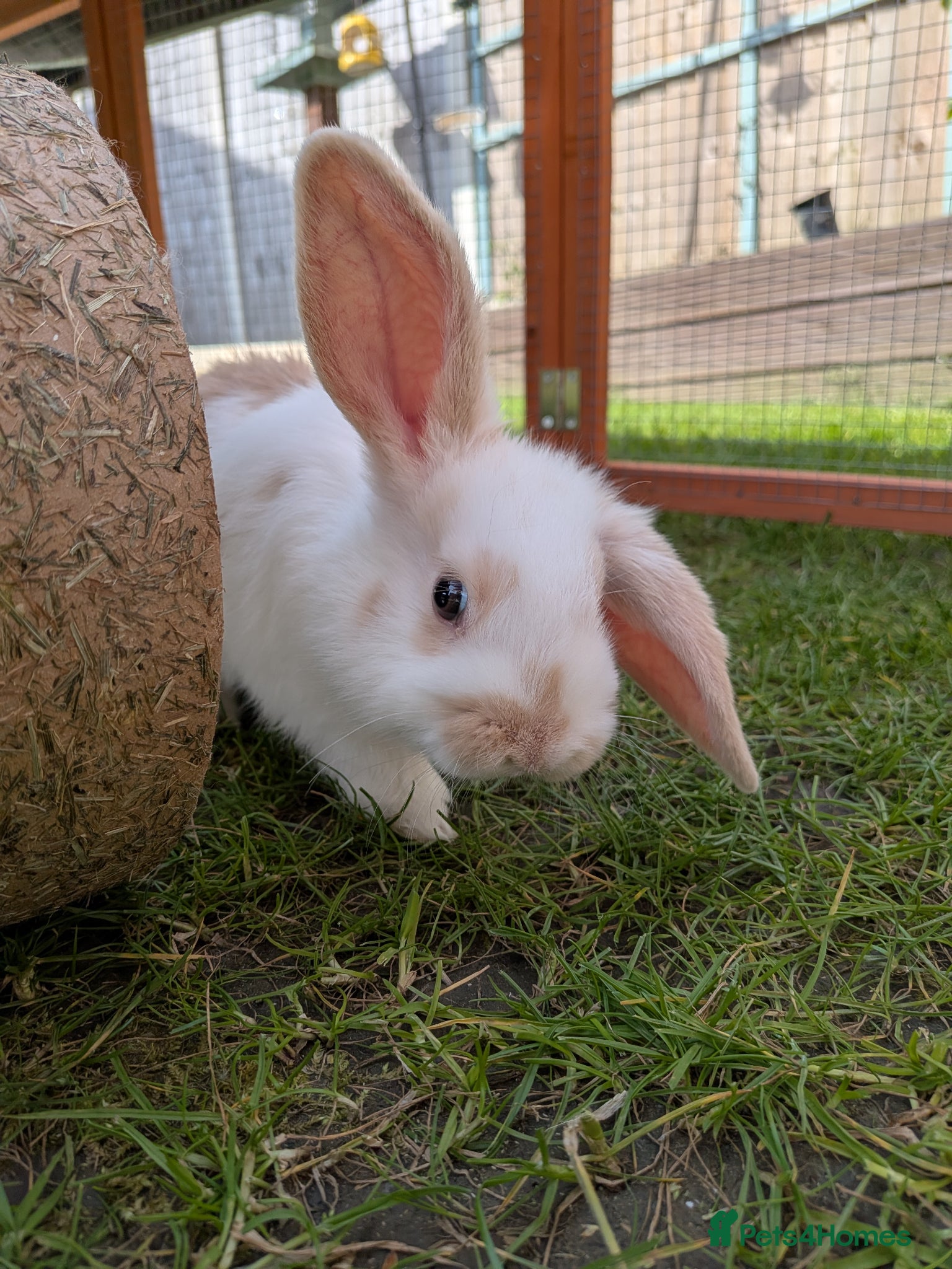 Dutch rabbits Dutch x French Lop baby rabbits - Advert 1