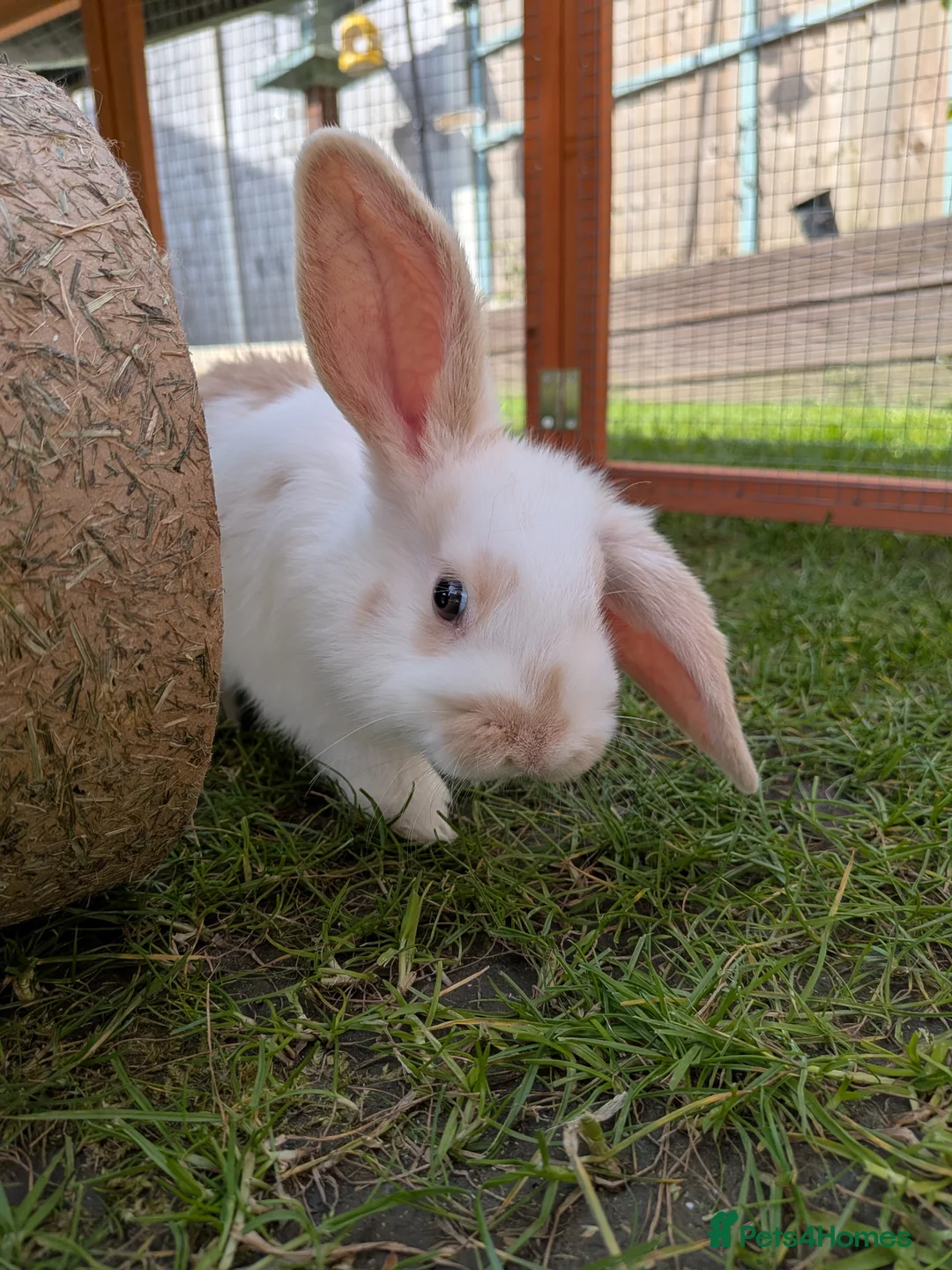 Dutch rabbits for sale: Pair of Dutch x French Lop baby rabbits - Advert 1