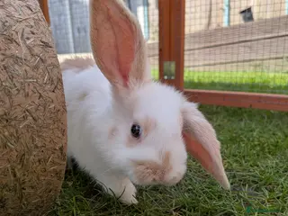 Dutch rabbits Dutch x French Lop baby rabbits - Advert 1