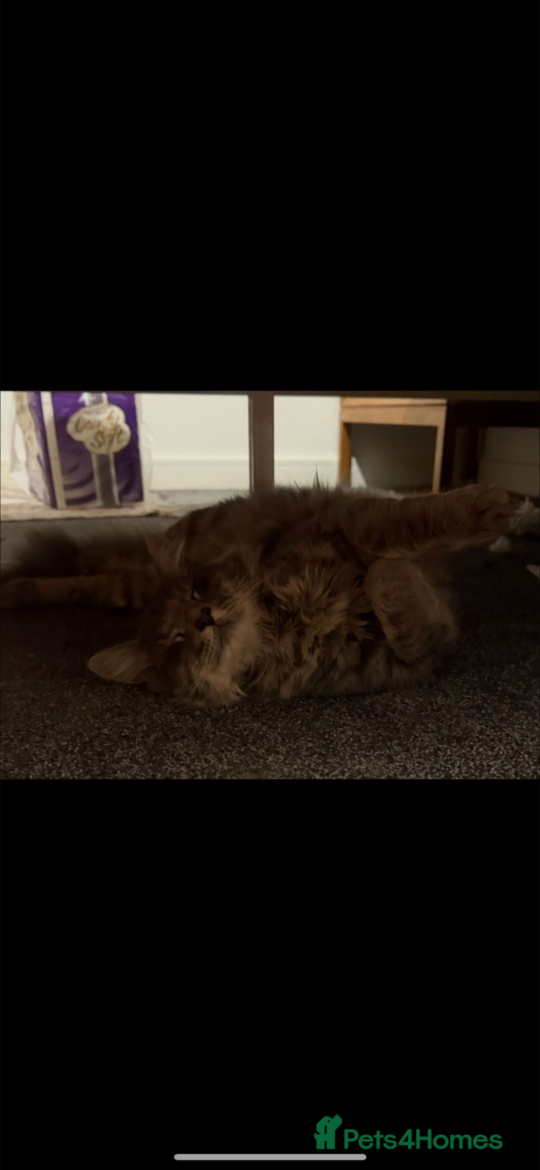 British Longhair cats for sale: A lovely British longhair cat for sale  - Advert 6