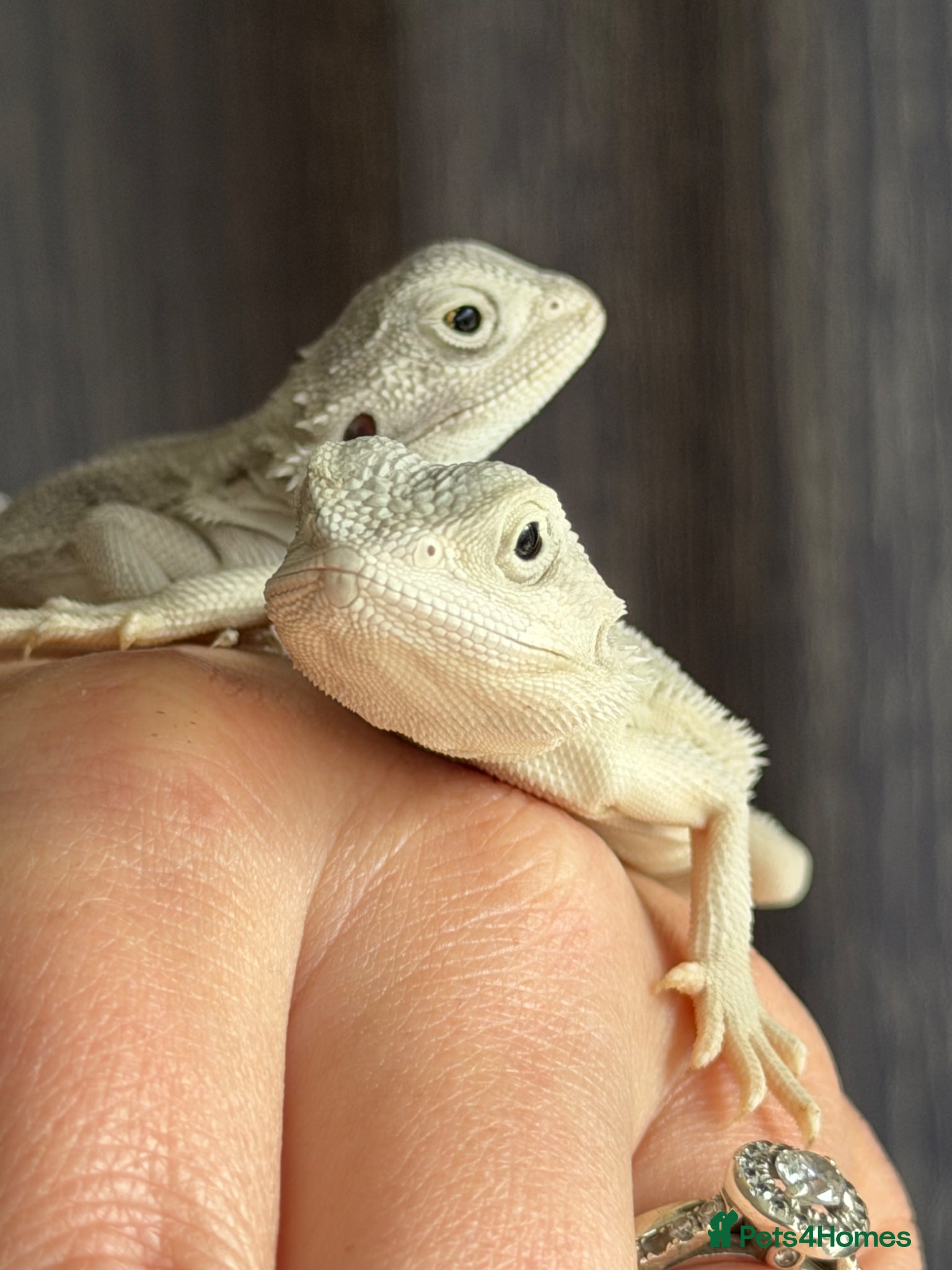 Bearded Dragon reptiles ❄️🤍 Baby Snow White Hypo Zero Bearded Dragon 🤍❄️ - Advert 2