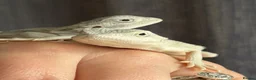 Bearded Dragon reptiles for sale: ❄️🤍 Baby Snow White Hypo Zero Bearded Dragon 🤍❄️ - Advert 2